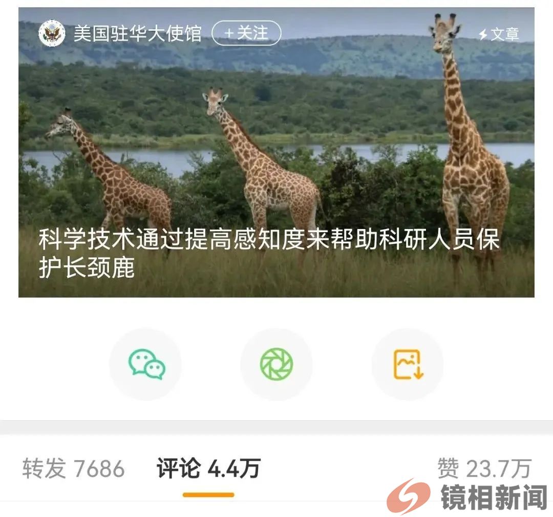 《整个国家都洋溢着乐观向上的氛围》和三只长颈鹿