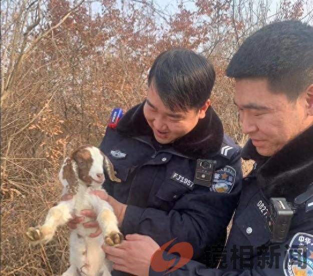 河南省南阳市桐柏县公安局:山羊脱缰离家走 民警循线帮找回(图1)