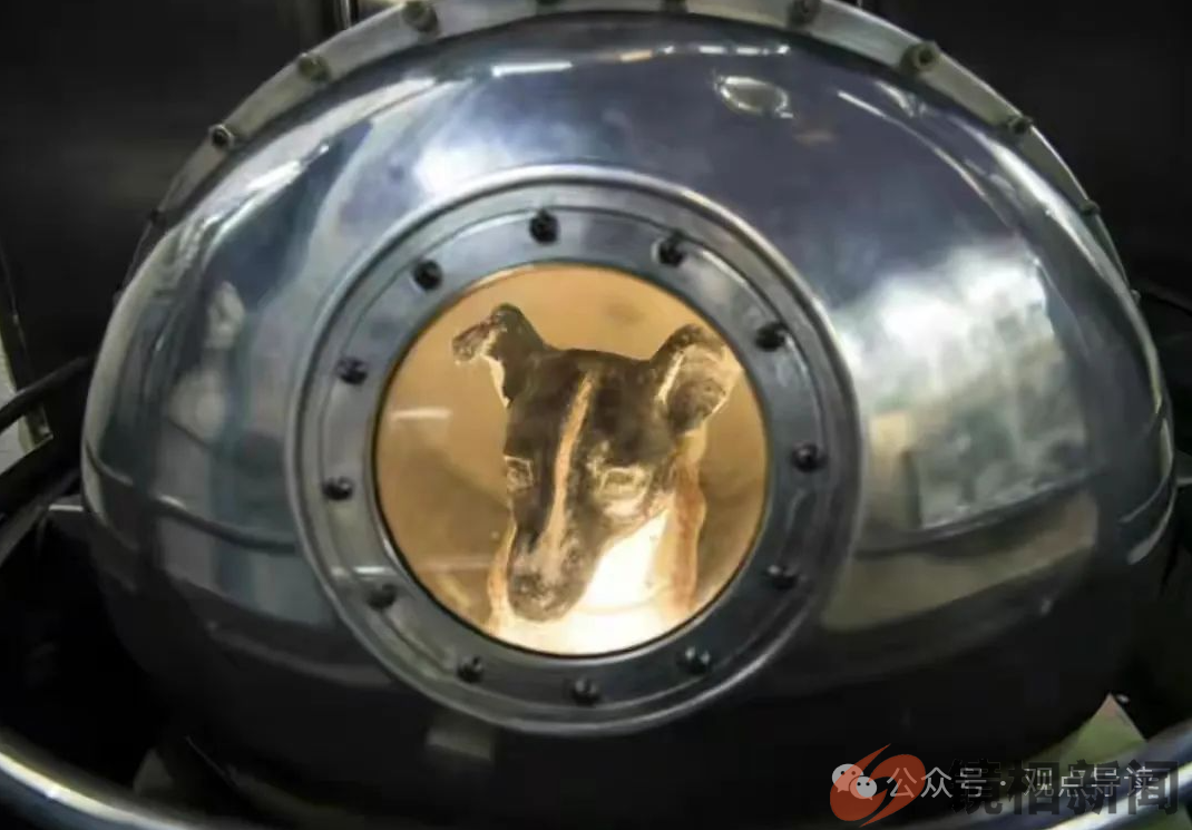 第一只进入太空的狗,在宇宙飘了63年,人类为何要毒死它(图3) 微信图片_20240310213930.png