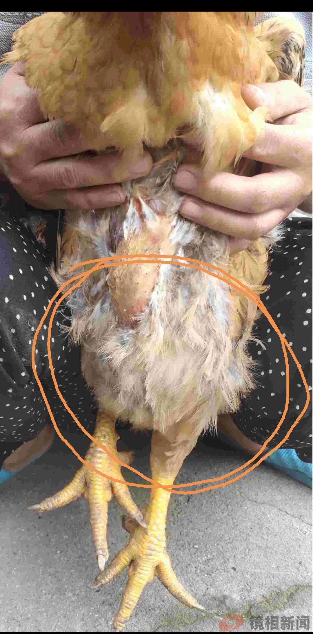 从母鸡暴食而亡,看污吏暴贪而“死”!(图4) 微信图片_20240522132129.jpg