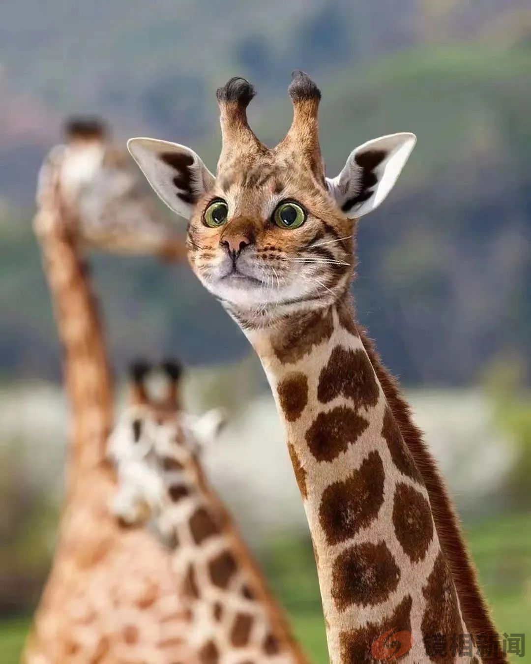 容忍“不顺从”的少数人，保护“被讨厌”的少数人权益，这是法治的内涵