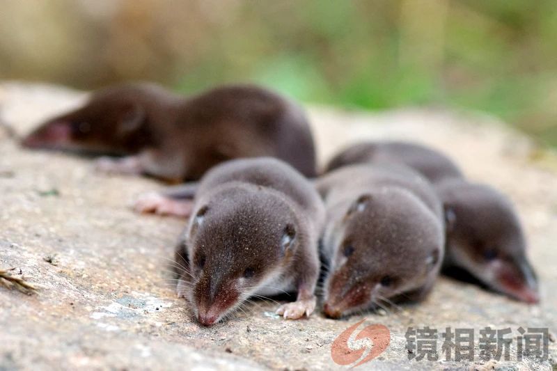 到了冬天脑子缩水1/4,科学家正揭示它背后的奥秘(图3) 微信图片_20250207065539.jpg