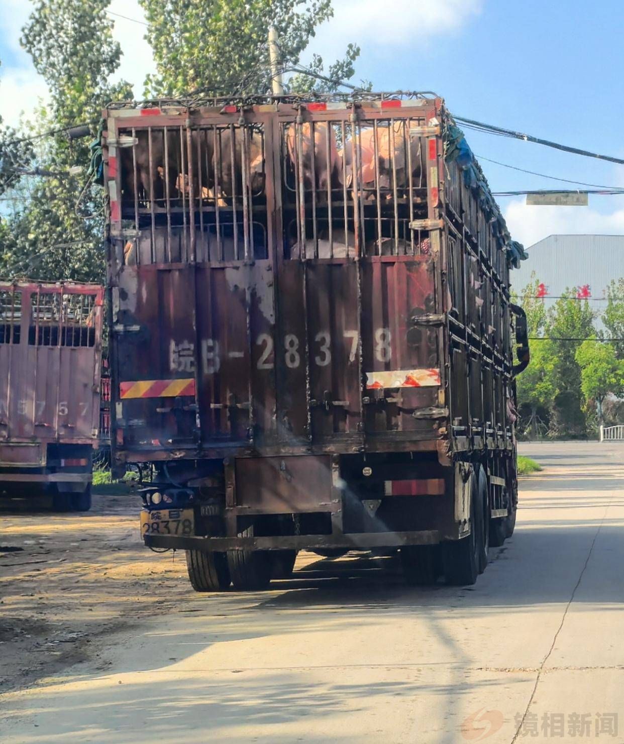 西华农业农村局陷“检疫绿灯”疑云:未经检疫生猪流入市场引关注(图2)