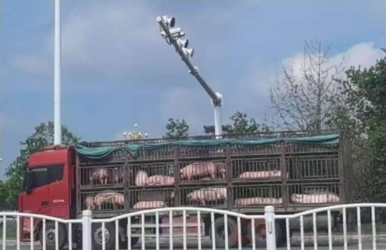 西华农业农村局陷“检疫绿灯”疑云:未经检疫生猪流入市场引关注(图1) 微信图片_20250906100906.png
