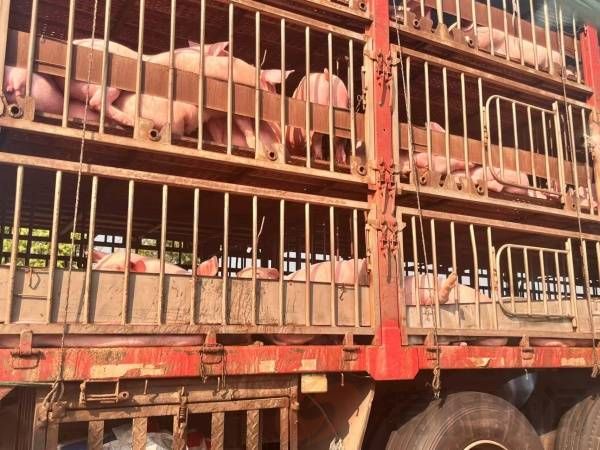 河南周口:西华县一屠宰企业违规操作曝光,食品安全警钟长鸣(图2)