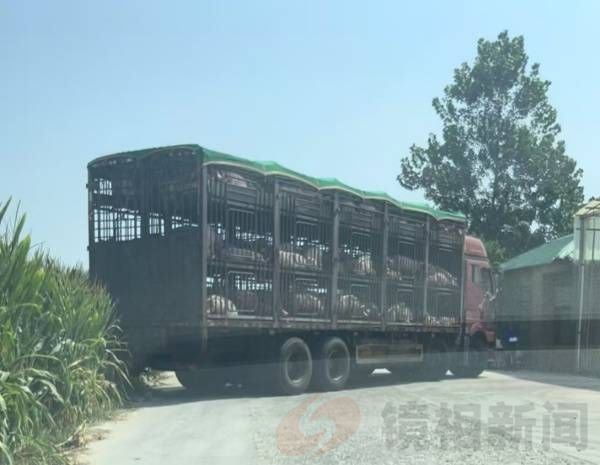 河南周口:西华县一屠宰企业违规操作曝光,食品安全警钟长鸣(图3)