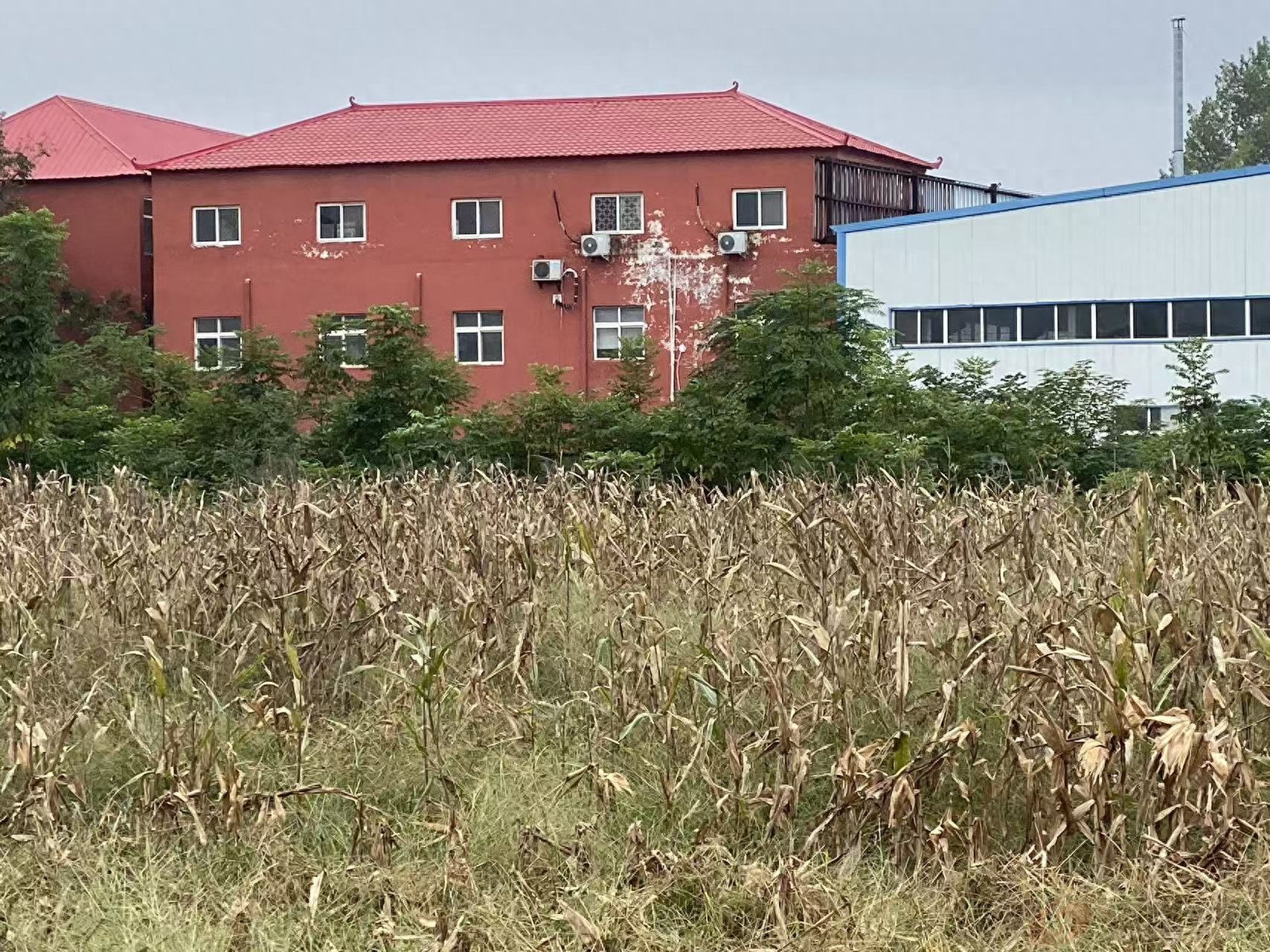 漯河源汇区106亩麦苗“变身”厂房 监管部门集体失声法律很没面子(图1)